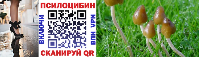 Купить закладки  Темников  Псилоцибиновые грибы GOLDEN TEACHER 
